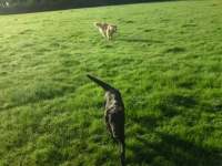 Jet and Molly on a walk!