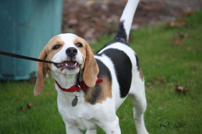 Millie the naughty beagle!