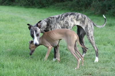 Sat the whippet and Lizzie the gorgeous Italian greyhound! Boy they can run!!