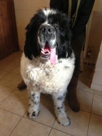 Xanda The biggest dog we have staying with us here at Benedict Farm!!