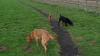 Bee, Kipper and Poppy having a sniff around one of our paddocks. 