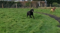 Poppy, Kipper and Bee having fun! 9.5yr old black Lab Poppy loves to go mad!! 