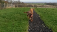 Here comes one happy girl, Bee, having a great time running in one of our paddocks, with her friends Poppy and Kip, here at Benedict Farm. These dogs come all the way from Suffolk to board with us. From Suffolk to East Sussex, not far is it!! 