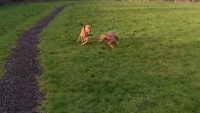 Look at them go....Kip and Bee having a race around one of the lovely big, fenced in Paddocks. Who is going to win???? 